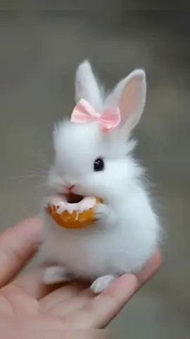 #fyp #cute #viral #cutepuppy #babestiktoks 