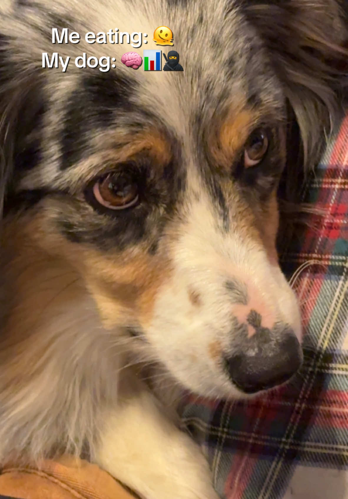 👀 #aussiesdoingthings #aussiesoftiktok #herdingdog