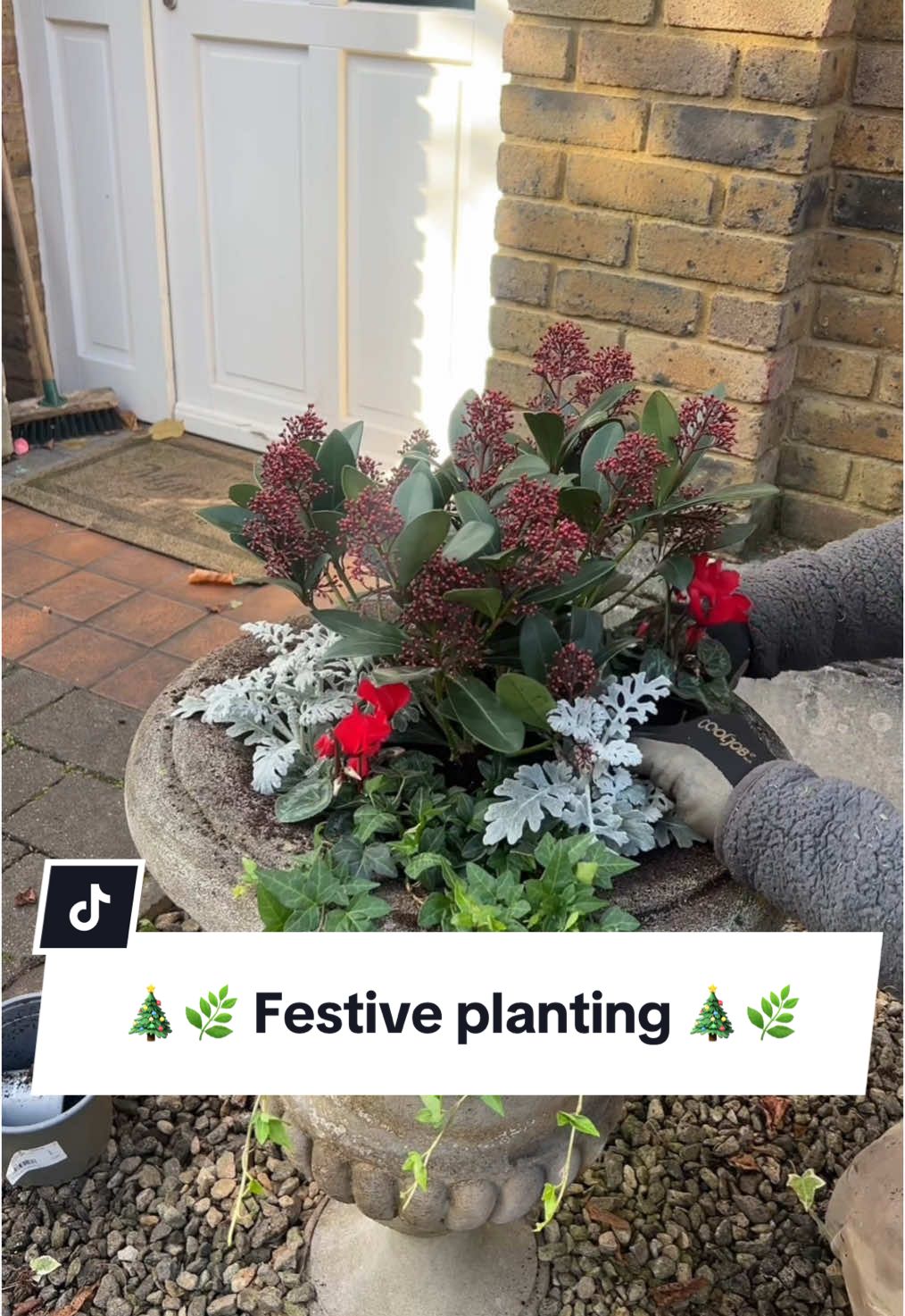 🪴🎄Festive planting 🎄🪴  Adding a touch of Christmas joy to the garden by planting these two delightful urns with beautiful wintry plants. 🙂🌿 #gardentok #howto #planting #gardenproject #transformation #fyp #gardening #flowers #festive #christmas 