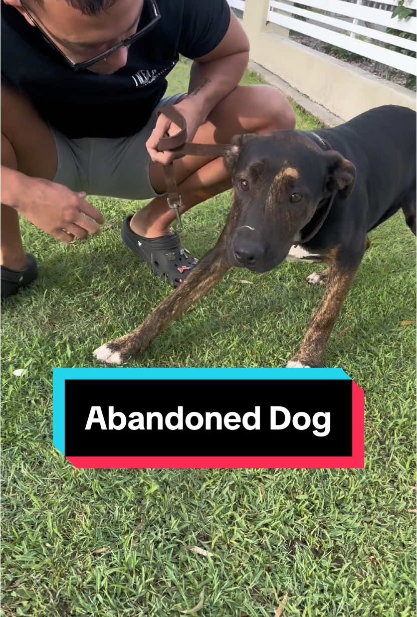 DOG ABANDONED IN BRISBANE 💔 My heart is shattered that anyone could do this to an innocent animal. At 5:15 this morning, while walking my dog, I noticed a beautiful, lonely boy sitting in the park. As I got closer, I saw a lead tied to a pole—and my stomach dropped.. I hurried home to take my dog back, and rushed back to him. When I returned, he was still there, shaking with fear. The moment I approached, he bolted, too terrified to trust me.  For 30 minutes, I followed him around the block, watching as he circled back to the same spot at the park—probably hoping his owner would come back for him. His lead had been strapped to the pole, and it seemed he had slipped out of it. Beside the pole was a small container, as if someone had left him water. He was so anxious, so heartbroken, it was devastating to see. My partner Chris joined me and the dog started to calm down, showing enough trust to get a lead on him. We managed to get him safe and checked at the vet. He has no microchip.. Now he’s with us, but he can’t stay..  He deserves safety, love, and a home that will never abandon him again. I’m determined to find him that home, but we can’t keep him here for long.  Please share this post and help us get this sweet soul the love he deserves. 💔 #abandoned #dogrescue #abandoneddog #brisbaneanimallovers #animalrescuebrisbane #dogloversoftiktok #doglover 