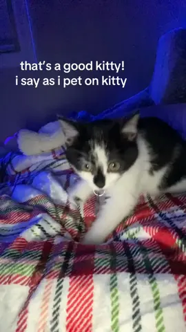 evil baby #fyp #cat #kitten #evil #foryoupage 
