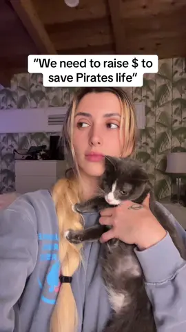 Link in bio to donate - We need your help😭💔  #catsoftiktok #kittens #kitten #cutecat #catsofinstagram #catlife #meow #catvideos #catstagram #catlove #kitty #petcat #cats_of_world #meowtiktok #feline #catmom #catdad #catsofinstagram #adoptdontshop #rescuedcat #animals #petsofinstagram #kittentok 