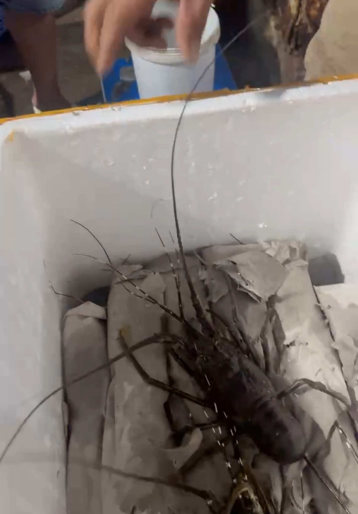 Hôm nay có đủ size luôn a/c nha 😀#tomhumviet #thanhcongseafoods #tomhumphuyen #haisannhatrang #xuhuong #viral #seafood #xuhuong 