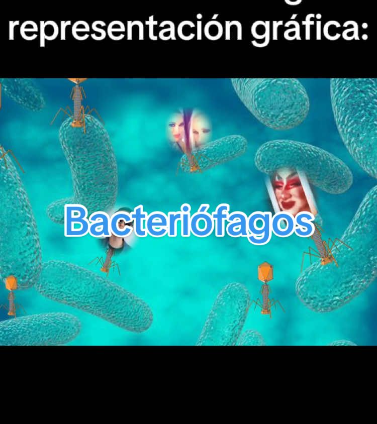 Los bacteriófagos son virus que infectan bacterias. Están compuestos por una cápside proteica que protege su material genético, que puede ser ADN o ARN, en forma de cadena simple o doble. Estos virus se reproducen inyectando su genoma en la bacteria huésped, utilizando su maquinaria celular para replicarse y, en muchos casos, destruir a la bacteria al liberar nuevas partículas virales. #biologia #floptok #fyp #divulgacioncientifica #biology #humor #bacteria #virus #salud 