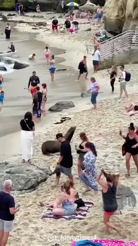 Funny seal🥰🥰🥰 #c#catc#catsc#cutecatc#catloverc#catsoftiktokf#fypf#foryouf#foryoupagef#funnyf#fypシf#funnycatf#funnyvideosf#funnytiktokf#funnyanimalskitty