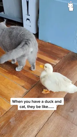Cat meets duck🤣🤣😂😂 #Cat #Cats #Cutecat #Catliver #catsofttiktok #fyp #funnytiktok #funnyanimals #kitty #usa #foryou 