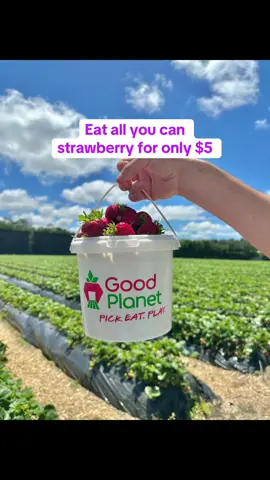 Eat all you can strawberry for only $5 here at Good planet (Home of ZaberriWorld) 340 Riverhead Road, Riverhead 0892. smallest bucket cost $27 . Check them out . #strawberryseason #strawberrypicking #goodplanetnz #newzealandtiktok #newzealandlife #newzealandfinds 