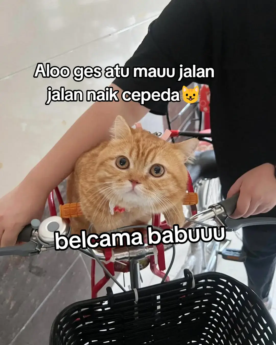 #oyen #meng #kucing #kucinglucu #fypage #fyp #fypシ゚viral #kucingtiktok 