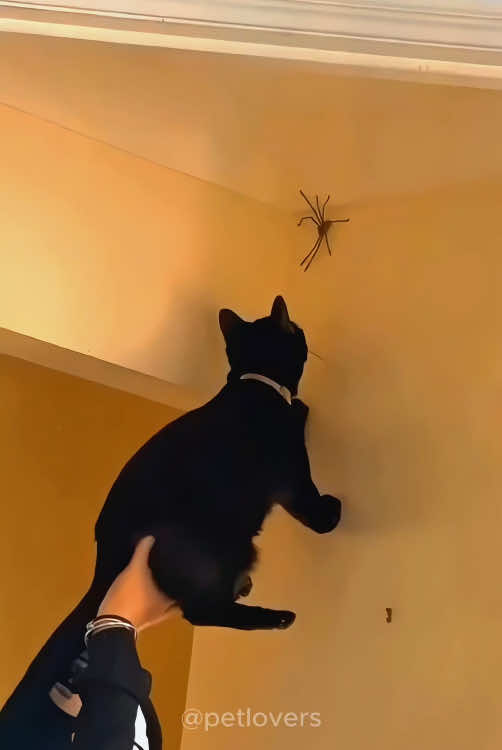 Void cats! Funny cat videos🤣🤣 #cat #catsoftiktok #pet #PetsOfTikTok #funnycat #funnypets #funnyvideo #funnyanimals #blackcat #blackcatsoftiktok #catlover #fyp 