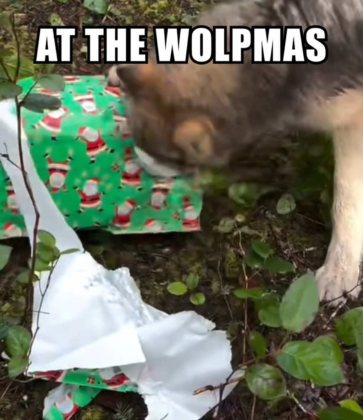 WOLPMAS JUST A WEEK AWAY‼️🎄 #wolpwednesday #wolf #wolves #edit #fyp #aftereffects