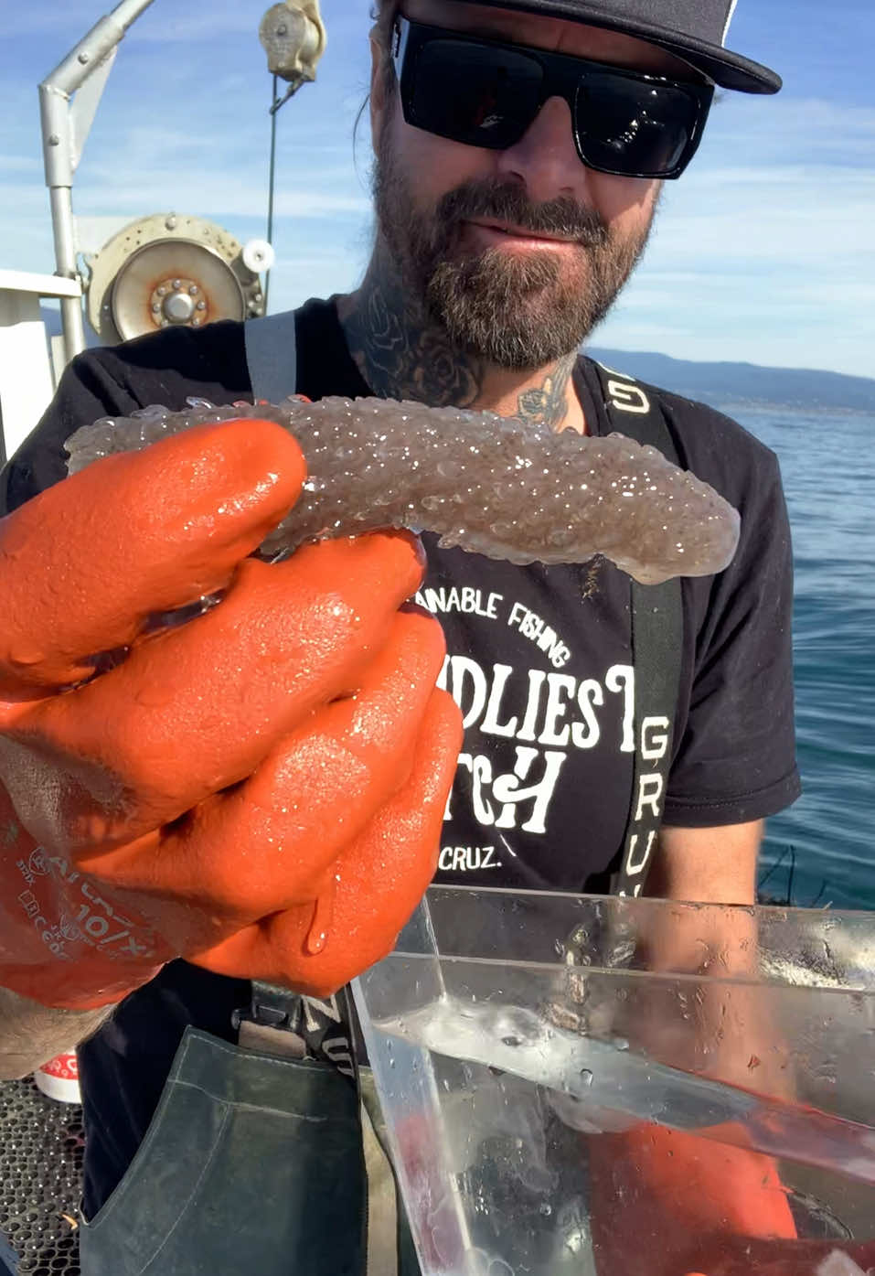 Sea Pickle #natgeo #seasalp #friendliestcatch #seafood 