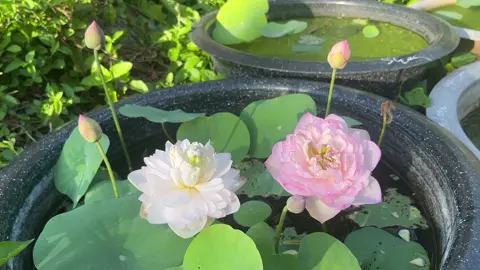 Hoa sen nhỏ xinh , hoa đổi màu Emily Camellia 🌸 1 trong những dòng sen em thấy dễ trồng và sai hoa nhất ~ #binhyen #cusengiong #damtrangvt #lotus #cusen 