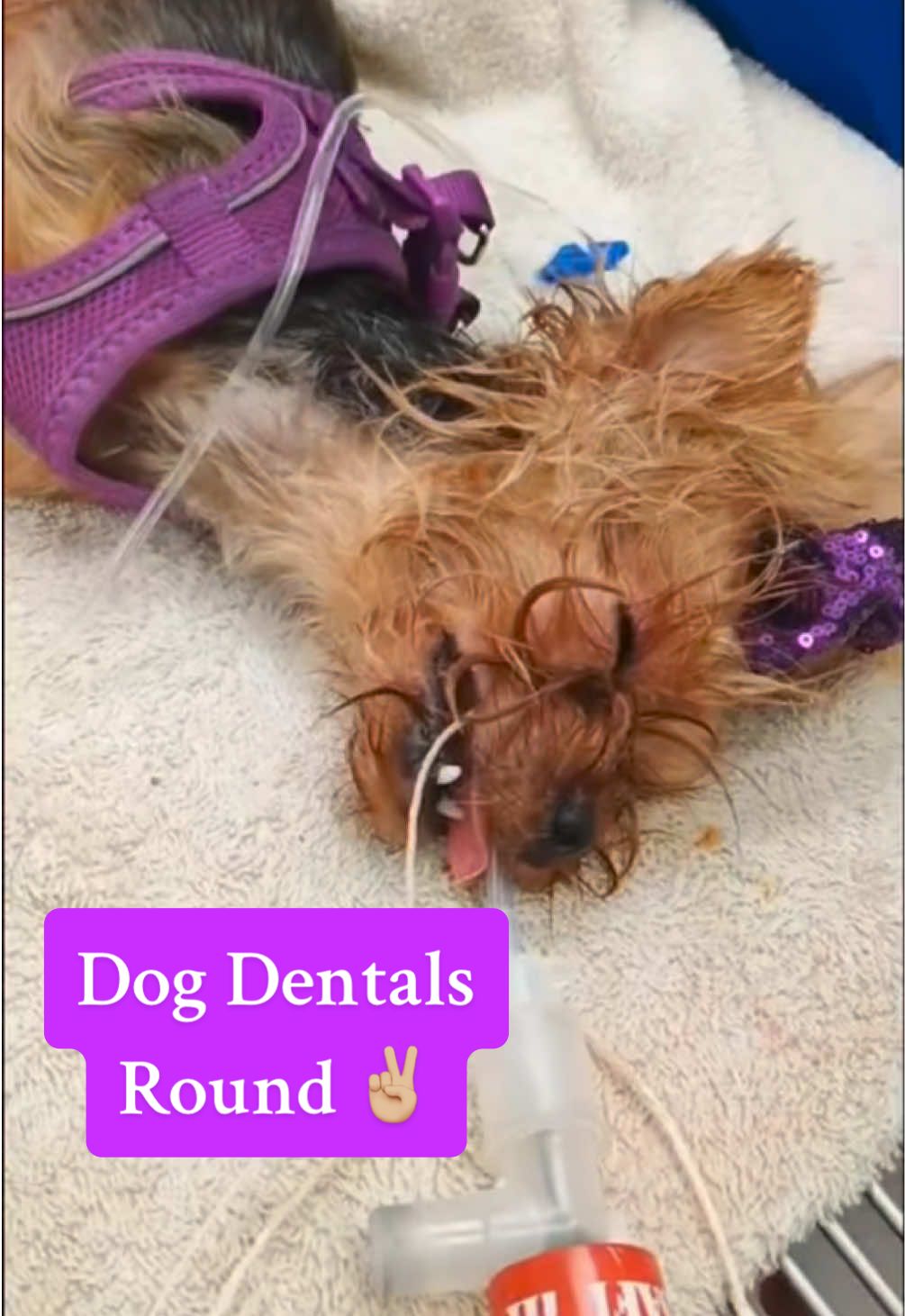 Teeth cleaning day for Hope, Harper, Hazel, Hannah & Lacey! Keeping watching to see Hope and Harper behind the scenes under anesthesia! 🦷🪥😁 #dentist #doggydentist #dogdentist #vet #veterinarian #teeth #teethcleaning #checkup #cleaning #yorkie #yorkies #yorkshireterrier #teacupyorkie #chocolateyorkie #traditionalyorkie #dog #dogs #puppy #yorkiesofig #viral #Love #instagood #reels #reelstrending #trending #fyp #foryou #foryoupage 