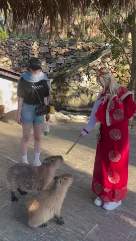 Đưa công chúa xứ sở loài cún @YoungPuppy 😡😇 đi ngoại giao 🐶  #TheUnderdogs #BRayTeam #vlary #youngpuppy 