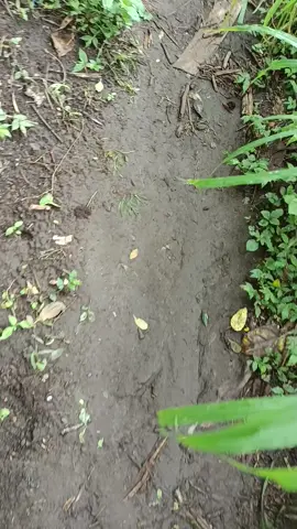 biar sound yang menjelaskan#fyp #foryou #lewatberanda #4u 