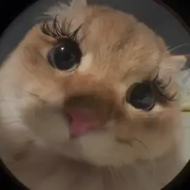 She really killed this 😭 #cat #kitty #funnyanimals #extensionstransformation #lashextensions #foryoupage