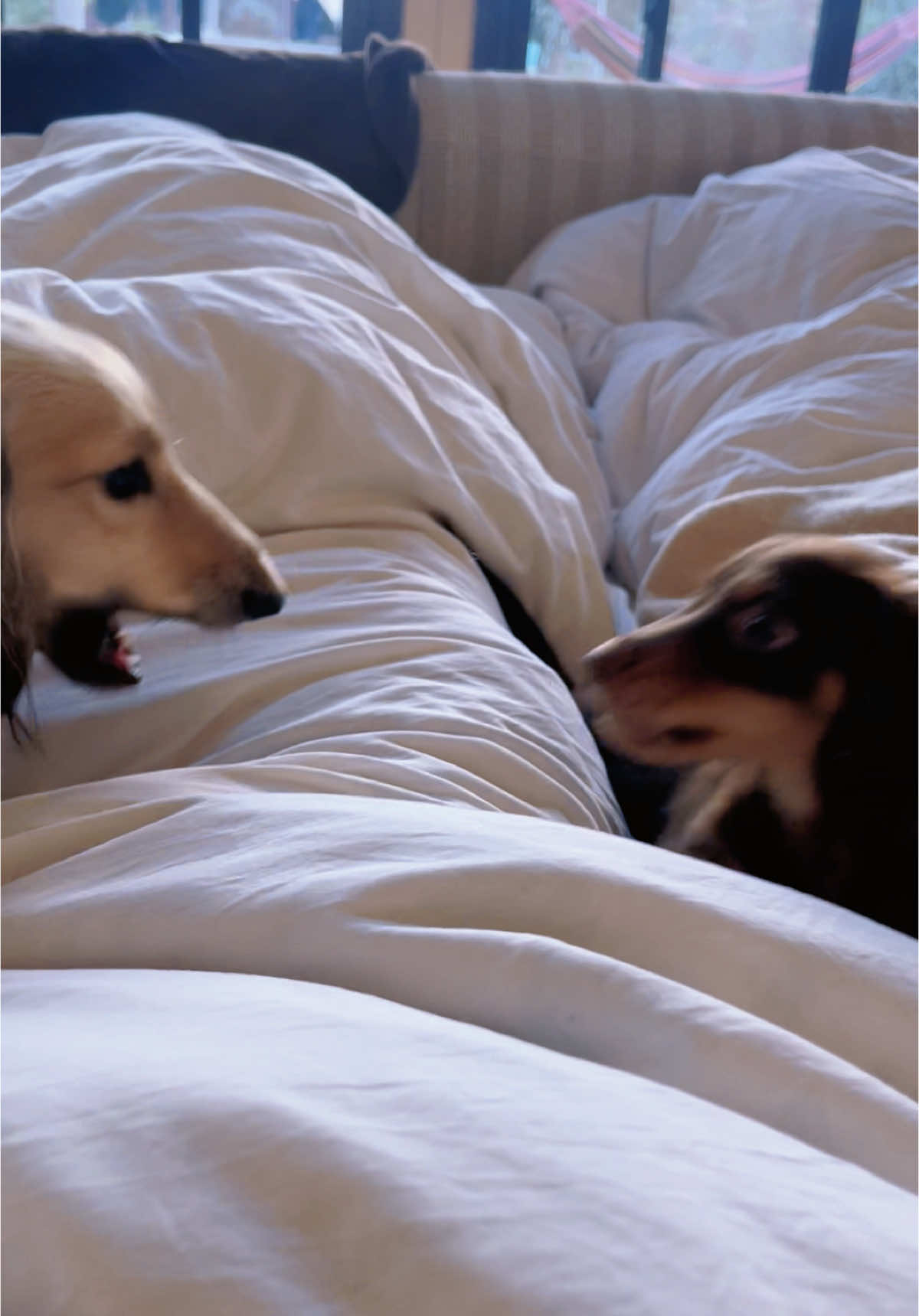 #ミニチュアダックスフンド #泳ぐの得意な犬 #新しい家族