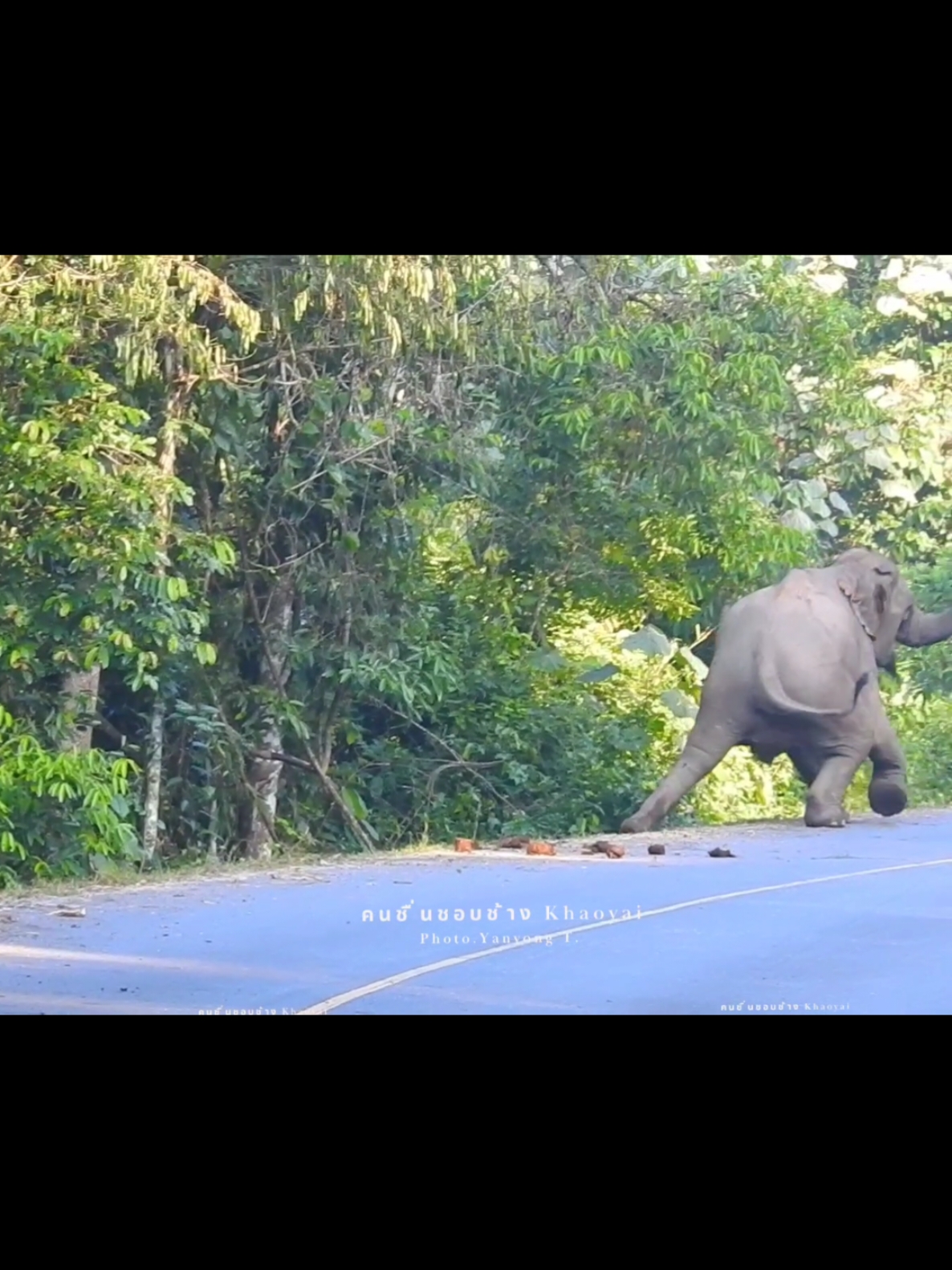 แม่สร้อยลื่น คงอายจึงรีบเข้าป่าโดยด่วน#tiktokkuni #อย่าปิดการมองเห็น #ช้างป่าเขาใหญ่ #แม่สร้อยสุวรรณา