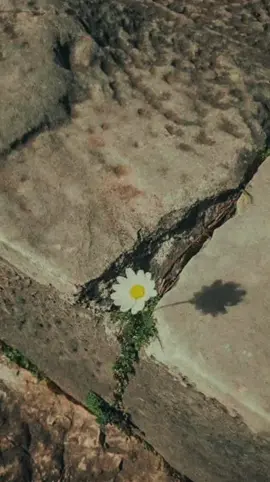 semoga tumbuh bunga di sela sela retakmu... @arviandwi_  #fypppppppppppppppppppppppppppppppppppppp