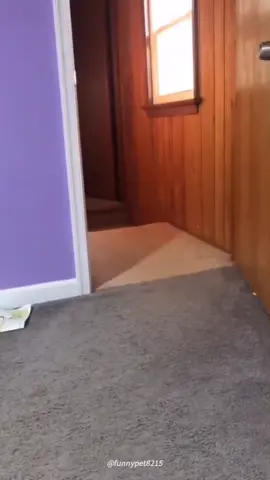 Dog zoomies #dogs #dog #funnydogs #fyp #foryou #pet #pets #PetsOfTikTok #dogsoftiktok #dogslover #usa_tiktok 
