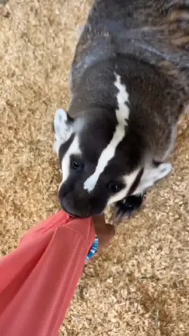 The favored badger.#animals #badger #amazing #cutebaby #pets #tik_tok #fouryou #fyp #usa_tiktok #usa🇺🇸 #london #funnyvideos😂 