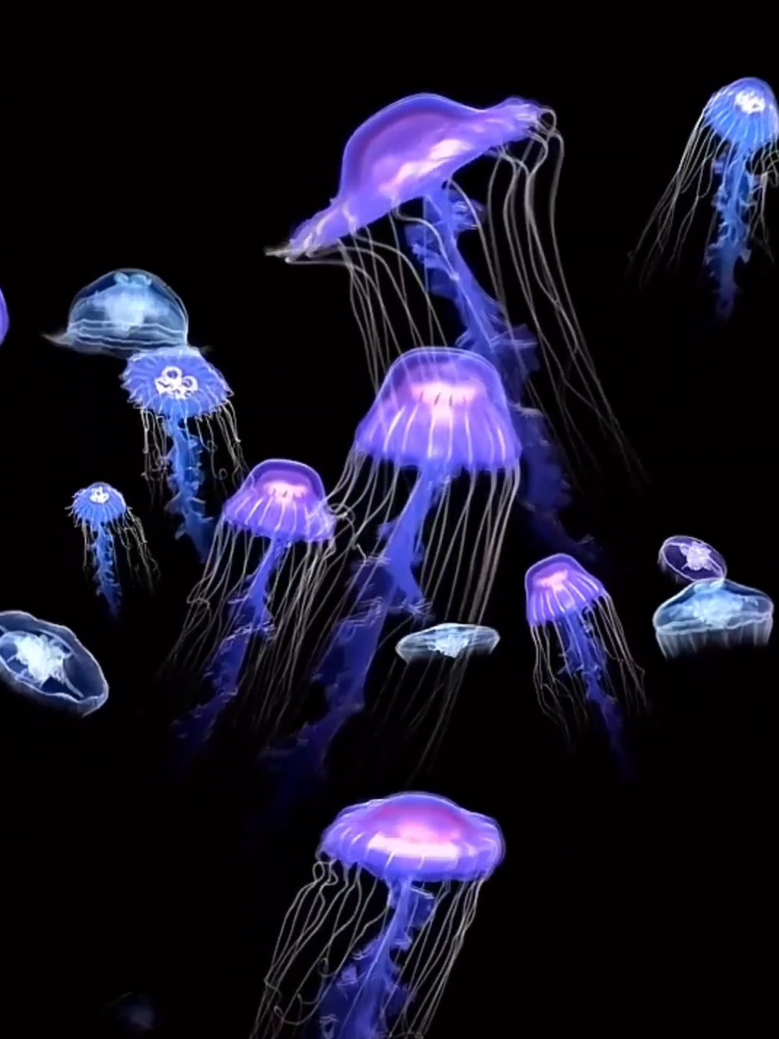 #jellyfish #🎐 #livewallpaper #livewallpaper4k #4k #4kUltra #4klivewallpaper #livewallpaper8K #wallpaper #wallpapers #ライブ壁紙4K #8k #틱톡벽지#ផ្ទាំងរូបភាពផ្សាយបន្តផ្ទាល់4k #papeldeparedeaovivo #hìnhnềnsống4k #живыеобои4k #아트월페이퍼 #5dlivewallpaper #zhivyye_oboi #خلفيةحية #動態壁紙 #wallpaperhidup4k #mobilelegends #wallpaperlive #hìnhnềnsống #120fps #लाइववॉलपेपर4k #ζωντανήταπετσαρία #gyvitapetai #longervideos #ライブ壁紙 #tutorial #3dlivewallpaper #anime #fondosdepantalla4k #longervideo #라이브벽지4k #लाइववॉलपेपर4k #ផ្ទាំងរូបភាពផ្សាយបន្តផ្ទាល់ #ζωντανήταπετσαρία #ცოცხალიფონი #fyp #Canlıdivarkağızı #fypシ #iphone #android #realme #china #art #라이브배경화면4K #တိုက်ရိုက်နောက်ခံ4k #लाइववॉलपेपर4केबा #خلفيةحية4K #動態桌布4k #动态壁纸4k #4kافغانی  #trippywallpaper #iphone16Pro #animation #일본만화영화 #millionviews #trending #viral #millionlikes #like #follow #instagood #likeforlikes #millionaudition #tiktokwallpaper #millionfollowers #живыеобои #트렌드 #벽지 #스마트폰배경화면 #긴영상 #아몰레드 #amoled 