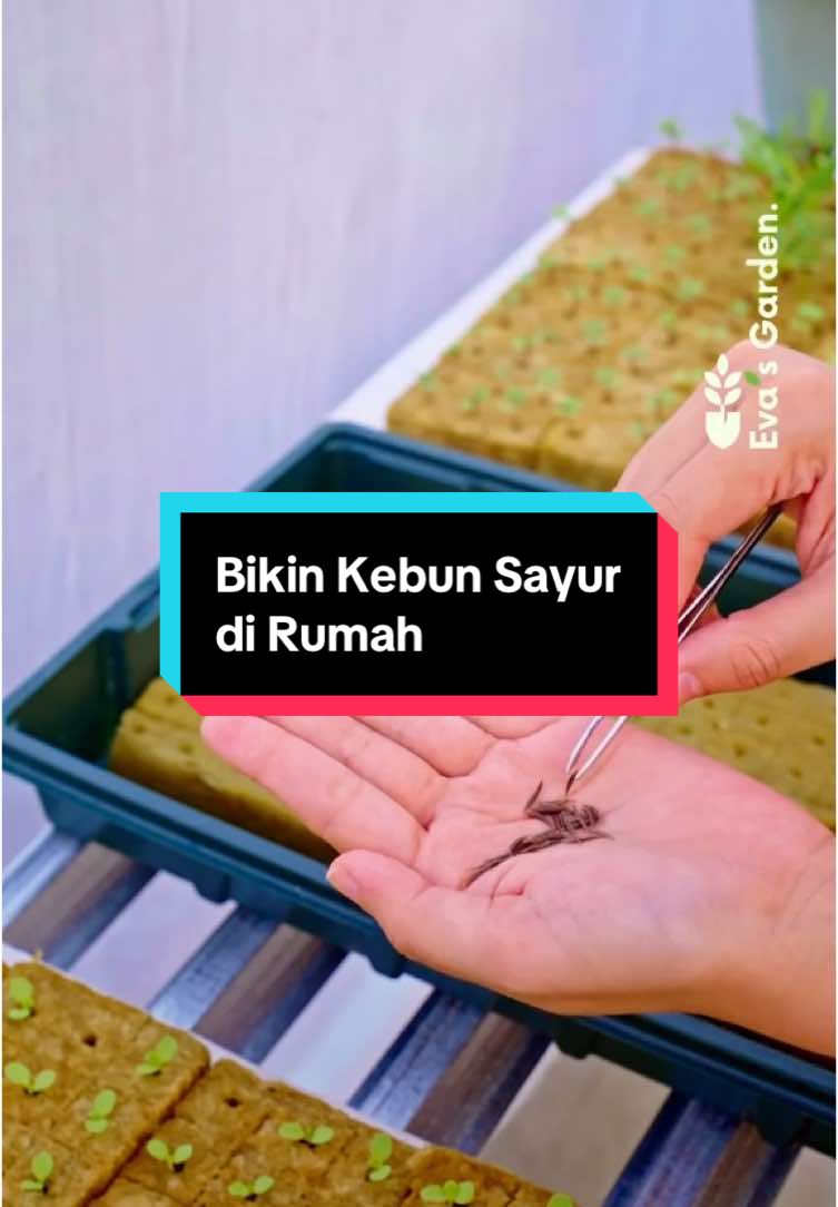 Pernah kepikiran nanem sayuran sendiri tapi bingung mulainya gimana? Aku jadi ketagihan waktu kenal cara tanem dengan metode hidroponik #hidroponikpemula #hidroponik