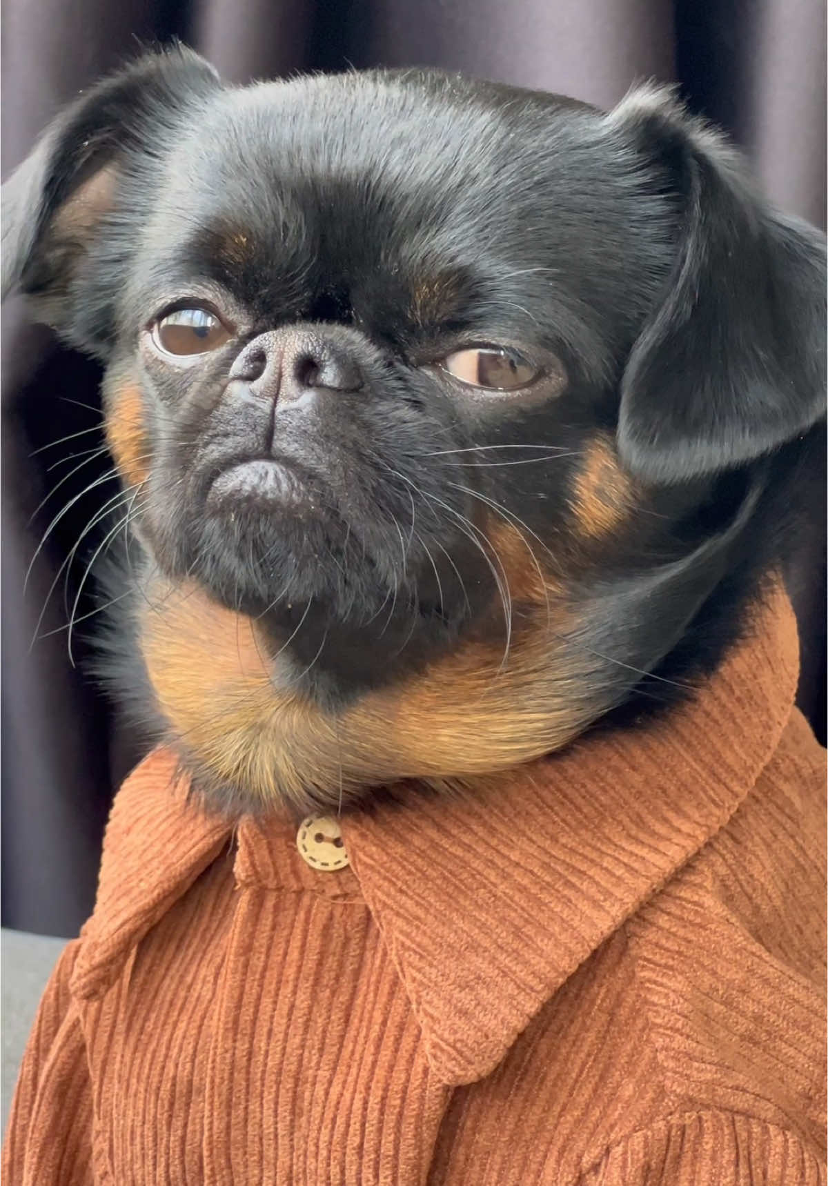 Just a vibe…  #dog #funny #griffon