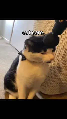 cat core. #cat #catsoftiktok #funny #fyp #core #catcore 