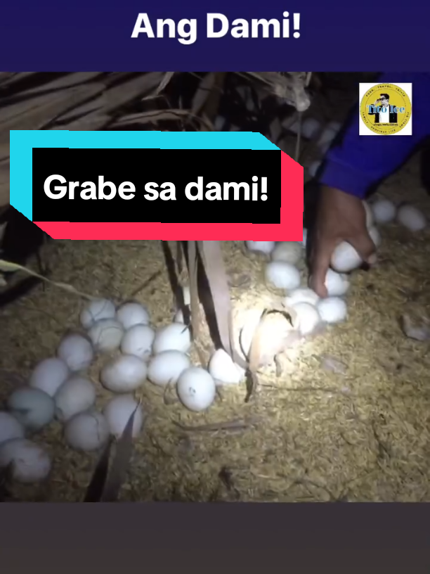 Nakakatuwa magharvest ng itlog sa duck farm (itikan). Watch the full vlog on my YouTube channel #provincelife #buhayprobinsya #negosyo #diskarte #foryou #tiktokph #philippines #mindoro #pinoytiktok #farming #balut 