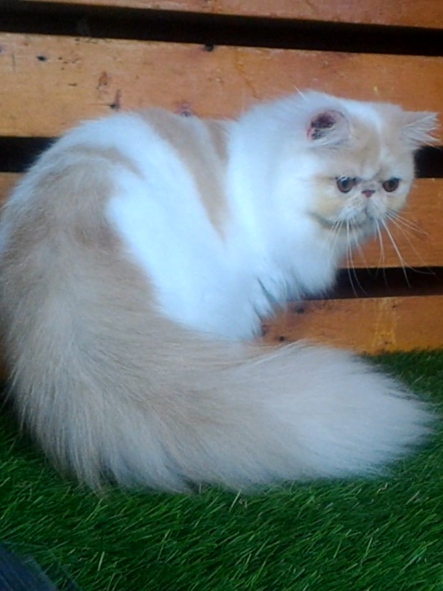calon pejantan peaknose minat ? hub kontak di bio #jualkucing #kucingpersia #kucinggolden #kucingpesek #kucingfyp #kucingdijual #jualkucingsurabaya #anakkucing #anabul #kucingsurabaya #kucingpeaknose #kucinggembul #kucingjakarta #petshopsurabaya #fyp #viral #kucingviral #kucingsultan #kucinglucu #kucingimut #kucinghimalaya #kucingbsh #kucingbritish #kucingsidoarjo #kucingdijual #kucinghias #kucingabu #hewanlucu #gemesin #kucing #kucingsultan 