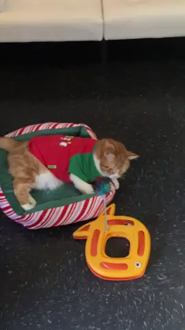 #CozySims @The Sims Mi gatito pancho amaneció navideño! 😘 #CozySims #parati 