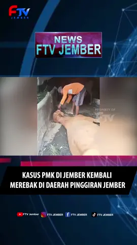 SAPI PETERNAK MATI AKIBAT VIRUS PMK