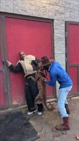 Yooo this man a fool 😂😂😂 #k9 #k9softiktok #k9unit #yslwoody #woody #dogs #dog #DogTraining #dogtrainer #belgianmalinois #belgianmalinoisoftiktok #protectiondog #training #fypシ゚viral #foryoupage #funnyvideo #funnyclip #comedyvideo #comedyvids #hilariousvideos 