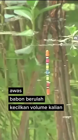 Positip Babon #londondesomancing #xyzabc 