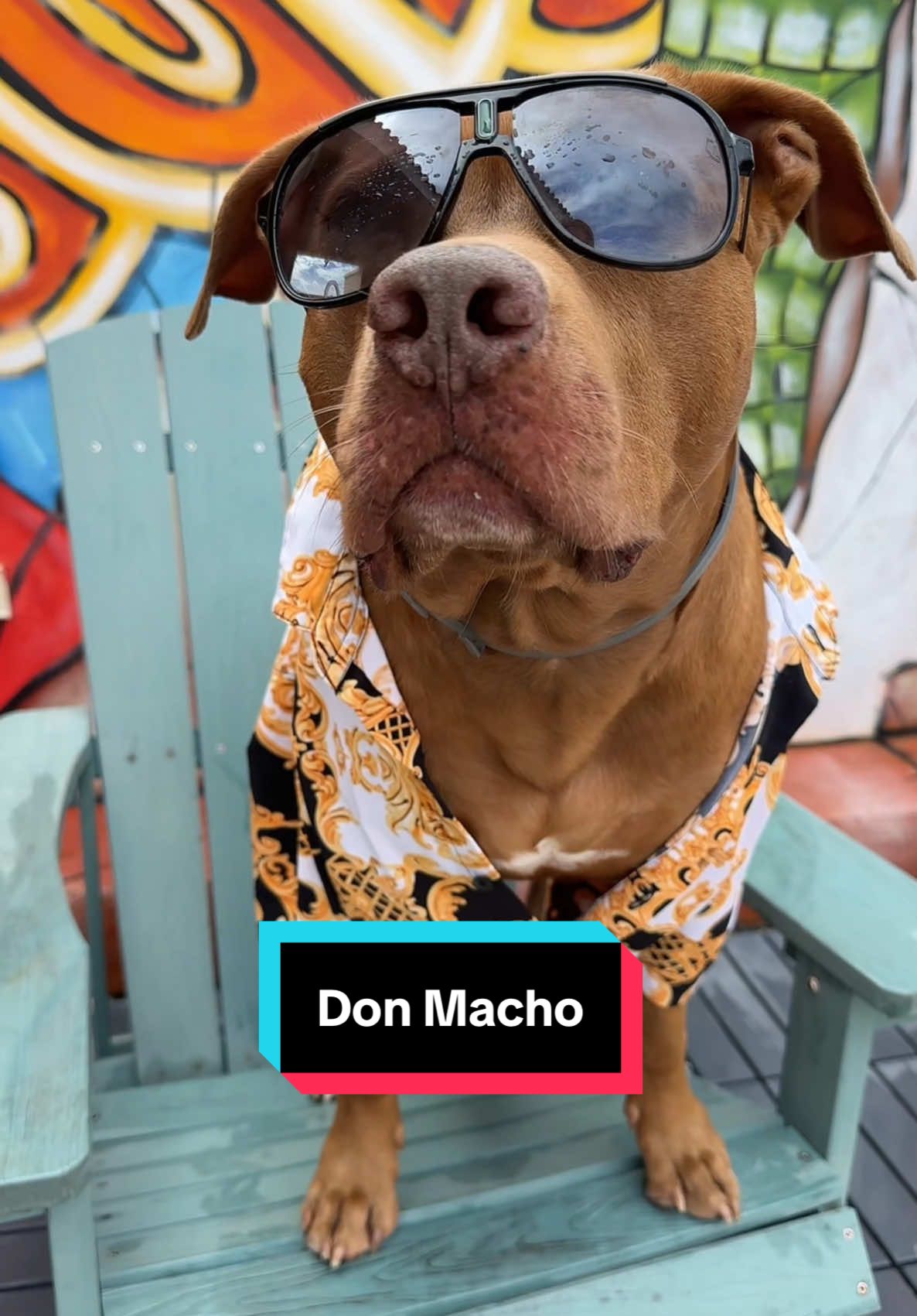 Don Macho 😎#dog #dogsoftiktok #funnytiktok #fyp #pitbull 