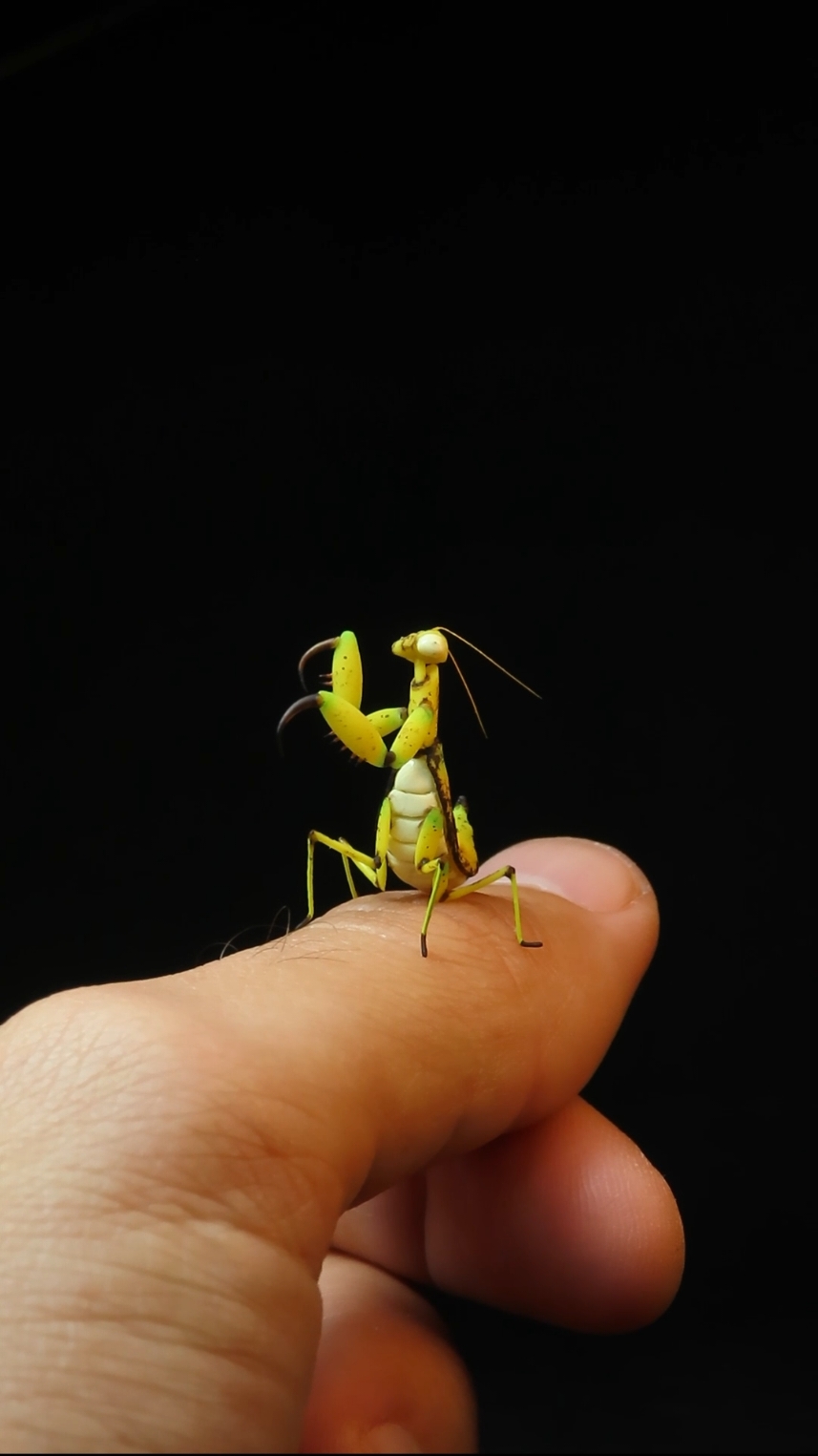 Banana Mantis 🍌  . . . #tinythings #minithings #miniature #diorama #minimaker #polymerclay #polymerclayart #mini #miniatures #prayingmantis #bananaart #mantis #insectart 