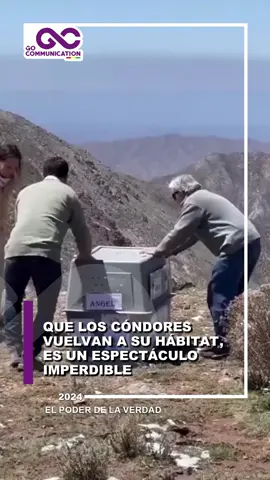 📌 #Bolivia | 🦅✨ La liberación de un cóndor es un espectáculo majestuoso que nos conecta con la naturaleza y simboliza la libertad en su máxima expresión. 🌄🌿 ¡Protejamos nuestra fauna y celebremos la vida silvestre! 🌿💚 #CóndorLibre 🦅 #Majestuoso 🌄 #NaturalezaViva 🍃 #ProtecciónAnimal 🐾 #Conservación 💚 #BoliviaNatural 🇧🇴 #LibertadEnElAire ✨ #FaunaSilvestre 🦉 #RespetoALaVida 🌿 #AvesDeAltura 🏞️ #ConexiónNatural 🌄 #GuardianDelCielo 🦅 #EcoConsciencia 🍃 #RespetoAnimal 🐾 #ecoconscious #ecoconsiouspack #libertadenelaire #conservación #bolivianatural #bolivianaturaleza #boliviana🇧🇴 #faunsailvestre #faunasilvestre🐗🐒🐈 #faunasilvestreymascotas #cóndor_gt #cóndor_gt #cóndorandino #cóndorherido🇨🇴🎶😍 #pacuchasondor #cóndores #hábitat #hábitatnatural #cóndores #liberacióndecóndor #majestuoso