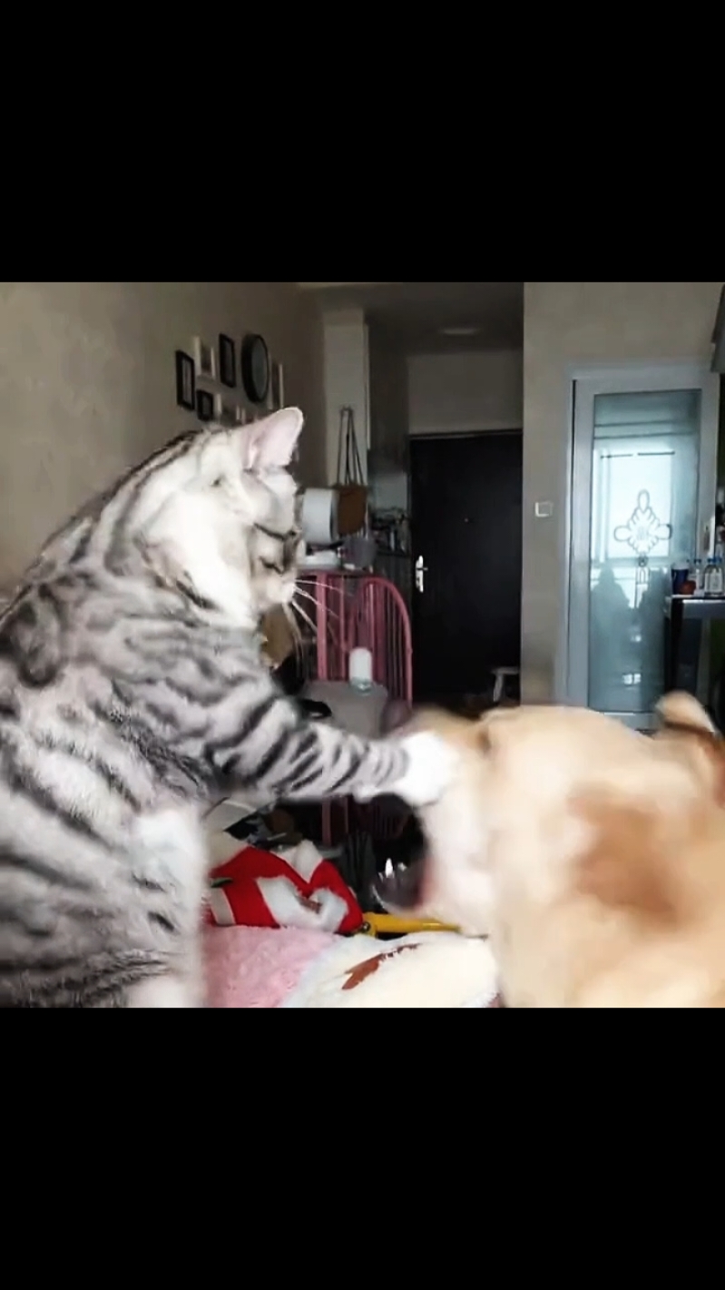 #cat #cats #catlover 