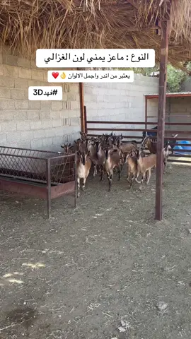 (الحساب مخصص للماعز الجنوبي والماعز اليمني لون الصيد والعماني والماعز القزمي والهجين تسعدنا متابعتكم للحساب) ‏‎(متوفر الان رسائل جماعيه بعروض الحساب ع الواتس فالبايو) موقعنا (السعودية - الرياض - المزاحمية ) *التواصل عبر رابط الواتس فالبايو ‏‎#السعودية #الرياض #الرياض_الآن #الامارات #عمان #اليمن #العراق #الاردن #مصر #ليبيا #المغرب #لبنان #مزاد #الكويت #قطر #البحرين #اكسبلور #استراحة #مزرعة #خيل #خيول #اصطبل #مكة #الطايف #جدة #تبوك #القصيم  ‏‎ بريدة #انعام #حايل #القريات #طبرجل #الشرقية #ابل #مهرجان_الملك_عبدالعزيز #قزميات #قزم #محمية #حيوانات_اليفه #اغنام_الامارات #اغنام#السعوديه #اكسبلورر #فهدددد #شاليه #الشتاء # #مشاهدات  #ترند #بيشيات #بيشية #ماعز_بيشي #ملتقى_ملاك_الماعز_البيشي #باركور #رياضة_الباركور ‏‎سيول #مطر #fyp #viral #foryou #foryoupage #explore #viralvideos #dancewithpubgm #goat #goat_south_africa #Pakistan #India #China #Indonesia #Australia  ‏#sheep ‏#farm ‏#barn ‏#lbex ‏#Ibex #MAZAD_FAHADDD  ‏#parkour_sport #فهد3D ‏#collagen ‏#animals      #Ibex    #cat    #Horses    #jumping_hurdles     #Olympiad       #football ‏#parkour  #Kalhar #Power_Got  #goat-poor  #SouthAfrica #Spain #America  #USA #Trump #باخ  #dag