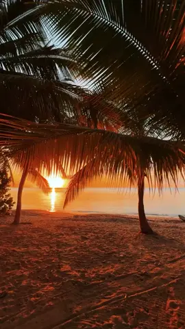 #playa #atardecer #bonito #hermoso #vistas #palmeras #mar #sol #agua #wallpaper 