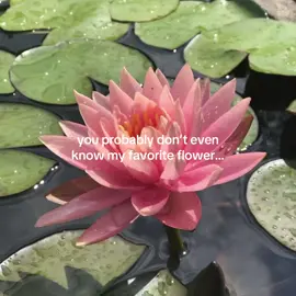 lotus flowers are so pretty 🪷 #lotus #lotusflower #waterlily #flowers #fyp 