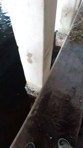 Out here getting active with the sheepshead’s on mud crbs and Oysters 🔥🔥🔥🎣 #hoodfishing 