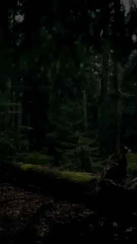 سوڕەتی-(النبأ)-القارئ - محمد الفقیە  #quran #قورئان #قرآن #دعاء 