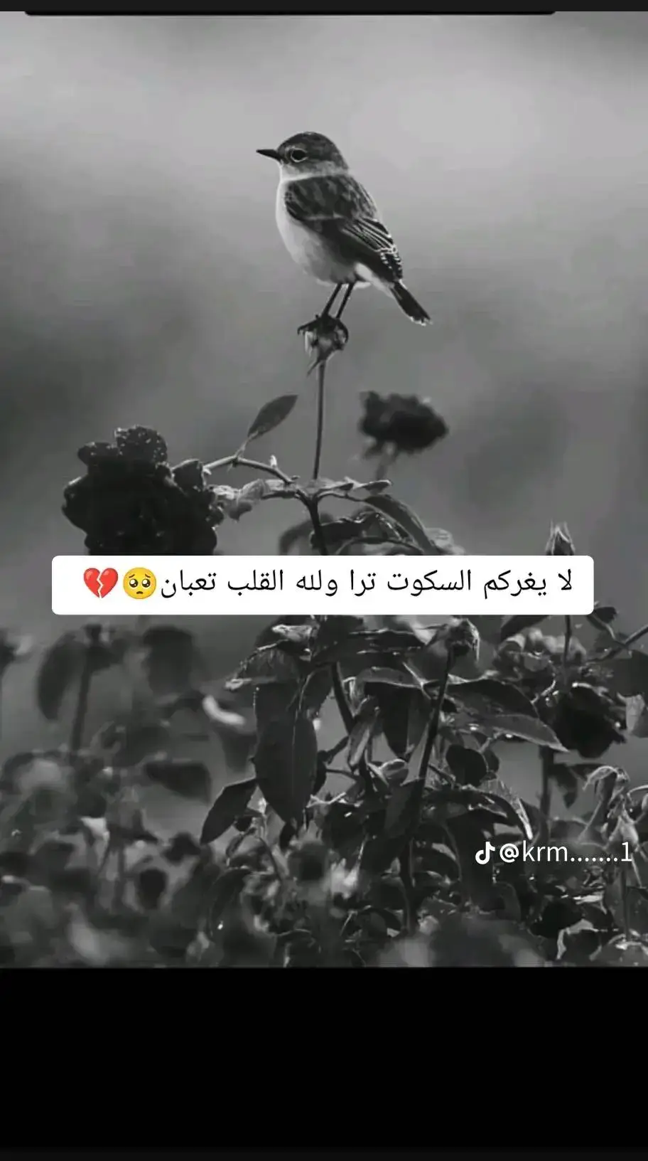 ع الضحكه نحسدنه