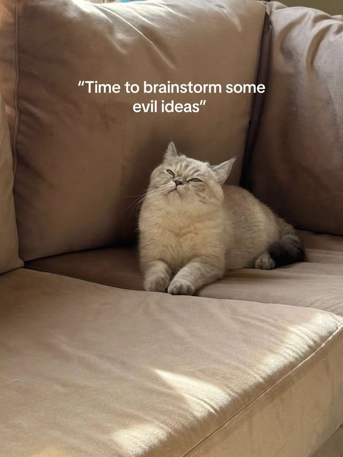 Little evil fluff 🦦 #fyp #cat 