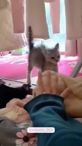 Cats scared of cat ears.#cats #cutecats #foryou #funnytiktok #funnyvideos #usa #funnyanimals #fypシ #funnycat #catlover #funnypets #viral #funny #cute 