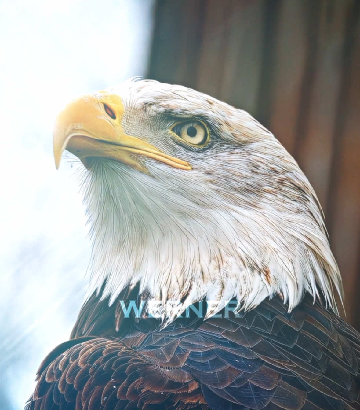 Please don’t remove TikTok there 😭🇺🇸 Project File in Bio 🙏 #usa #america #edit #oil #rahhhh🇺🇸🦅 #cars #donaldtrump 