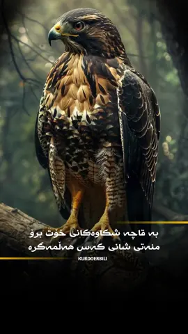 بە قاچە شکاوەکانی خۆت برۆ  منەتی شانی کەس هەڵمەگرە: #kurdistan #fyp #kurd #viral #foryou  #hawler_slemani_dhok_karkuk_hallabja  #کوردستان #هەولێر_سلێمانی_دەهۆک_ڕانیه_کەرکوک  #وتەی_جوان 