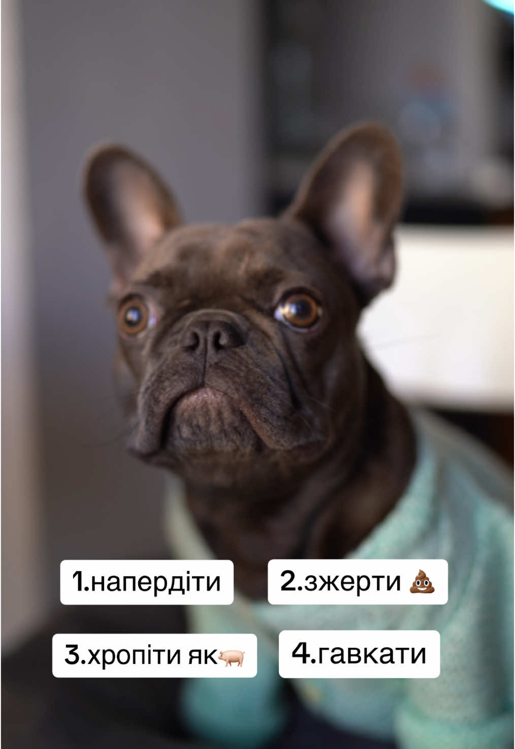 Мені потрібна допомога залу🙏🏻 #frenchbulldog #frenchies #frenchiesoftiktok #собаки #funnydogs #dogsoftiktok #tobemillionaire #французькийбульдог 